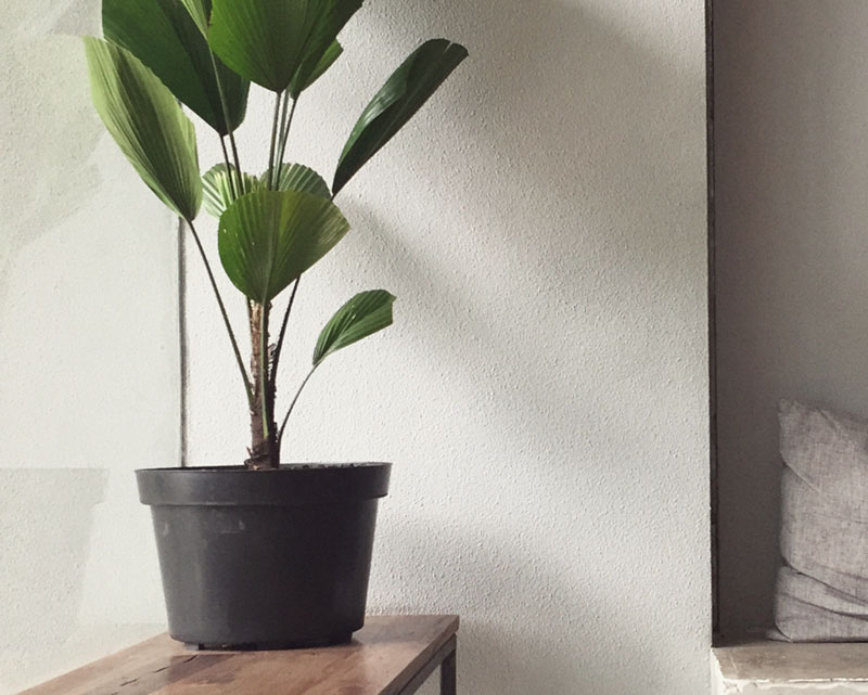 flower pot black scanfill